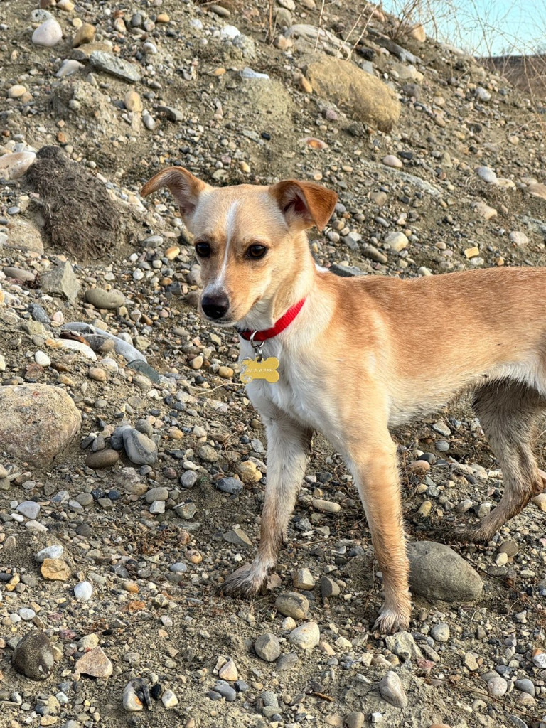 Greta, an adoptable Rat Terrier in Calgary, AB, T3S 0C5 | Photo Image 1