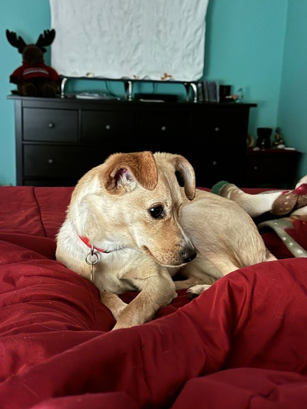 Greta, an adoptable Rat Terrier in Calgary, AB, T3S 0C5 | Photo Image 2