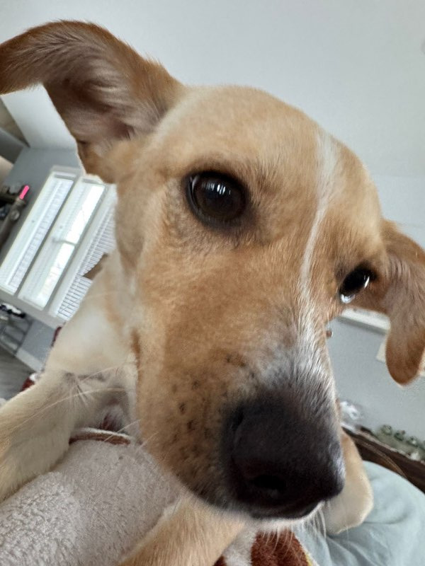 Greta, an adoptable Rat Terrier in Calgary, AB, T3S 0C5 | Photo Image 3