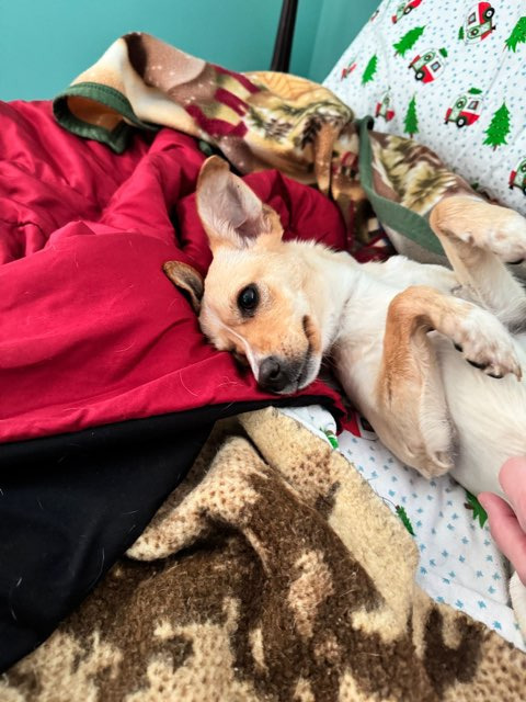 Greta, an adoptable Rat Terrier in Calgary, AB, T3S 0C5 | Photo Image 4