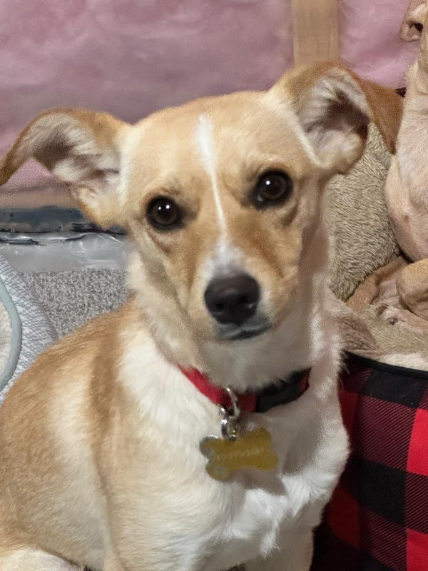 Greta, an adoptable Rat Terrier in Calgary, AB, T3S 0C5 | Photo Image 5