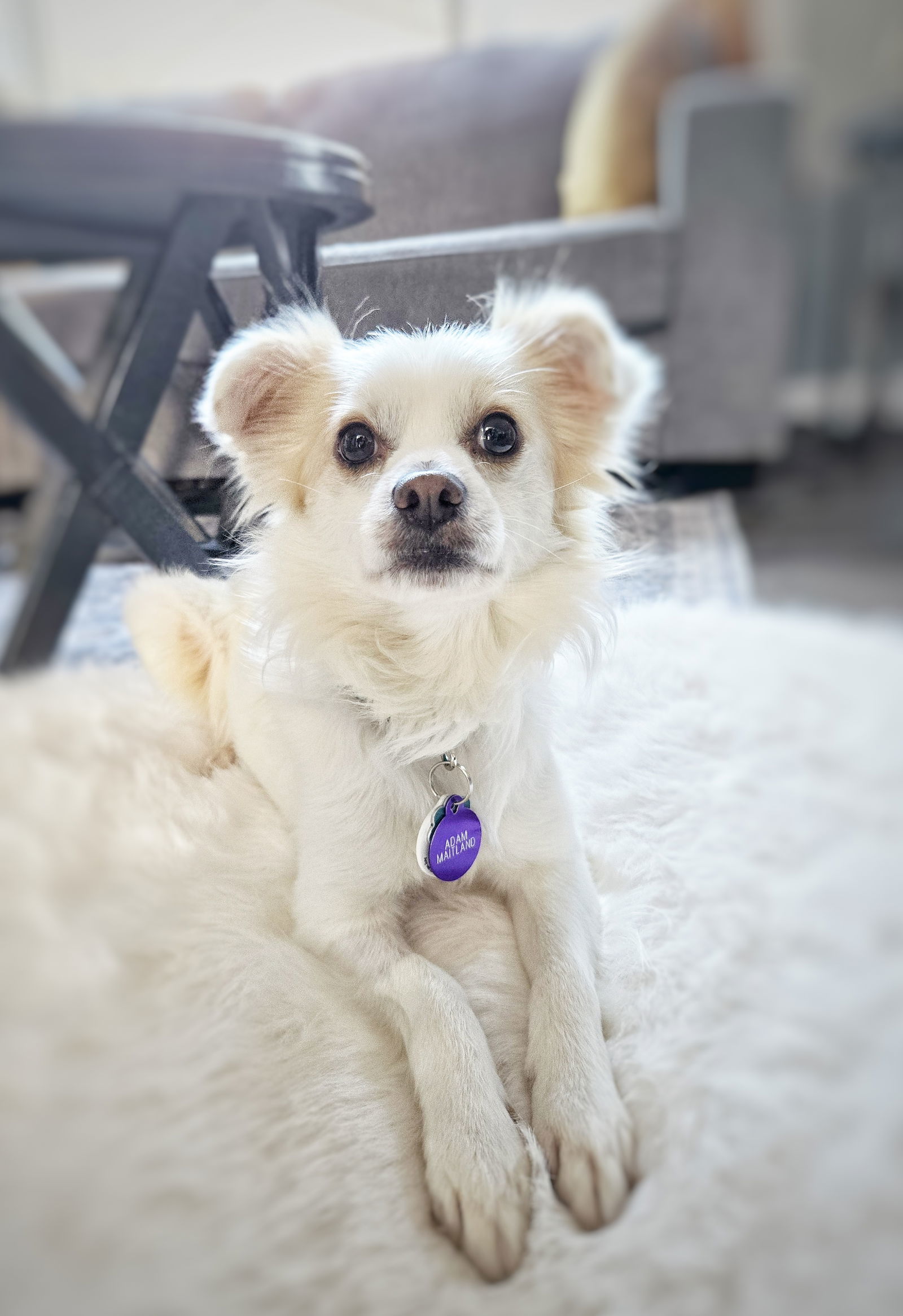 *Adam Maitland Beetlejuice, an adoptable Terrier, Spaniel in Pittsburg, CA, 94565 | Photo Image 1