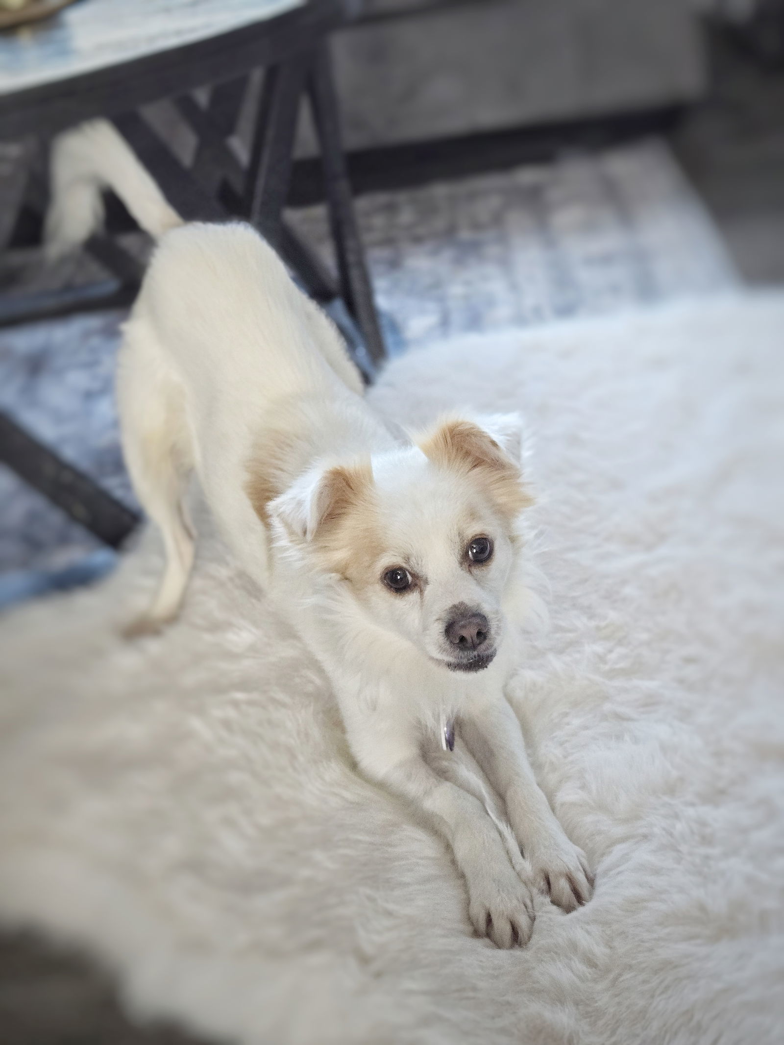 *Adam Maitland Beetlejuice, an adoptable Terrier, Spaniel in Pittsburg, CA, 94565 | Photo Image 2