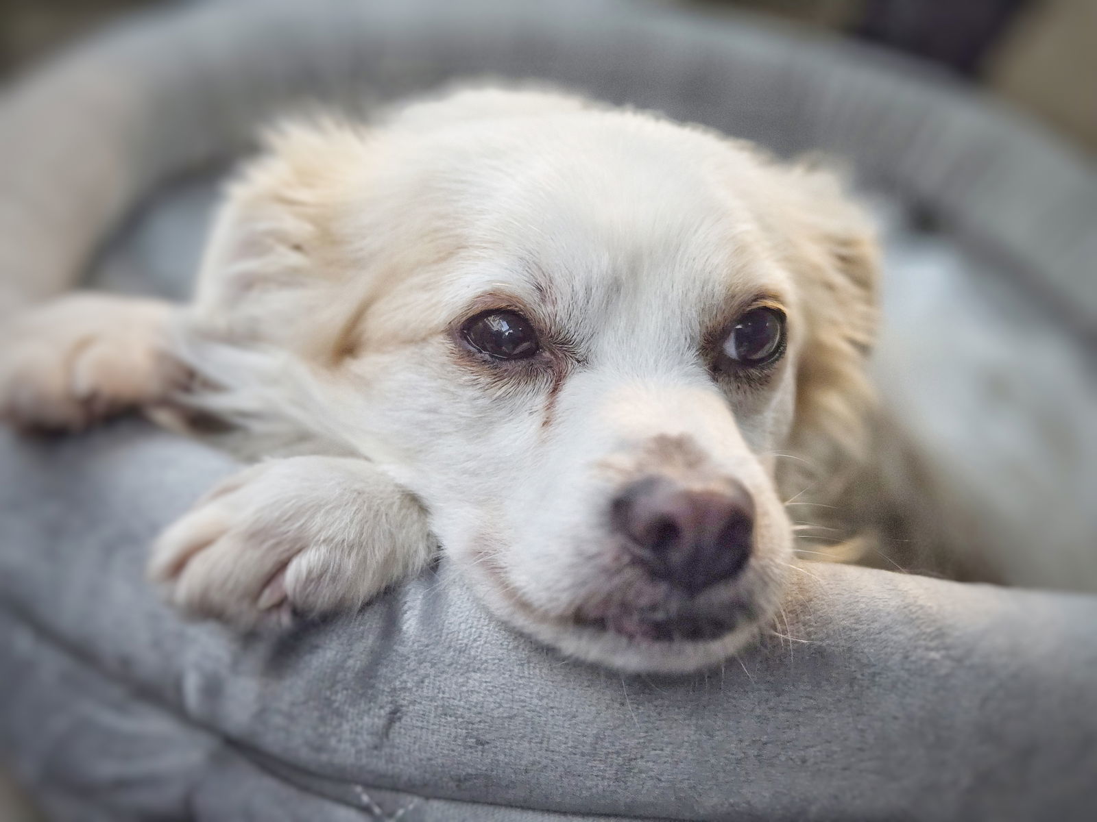 *Adam Maitland Beetlejuice, an adoptable Terrier, Spaniel in Pittsburg, CA, 94565 | Photo Image 3