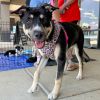 Sunshine Husky photo 1
