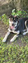 Sunshine Husky photo 2