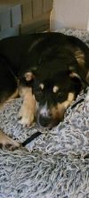 Sunshine Husky photo 3
