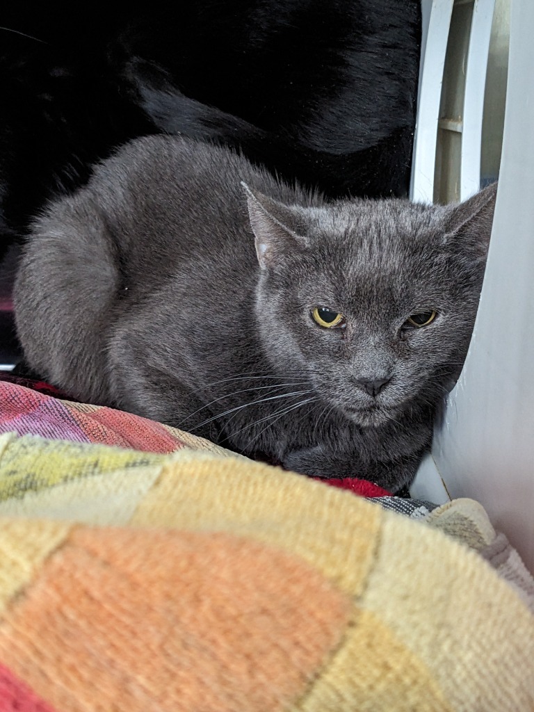 Loyal (Working Cat)