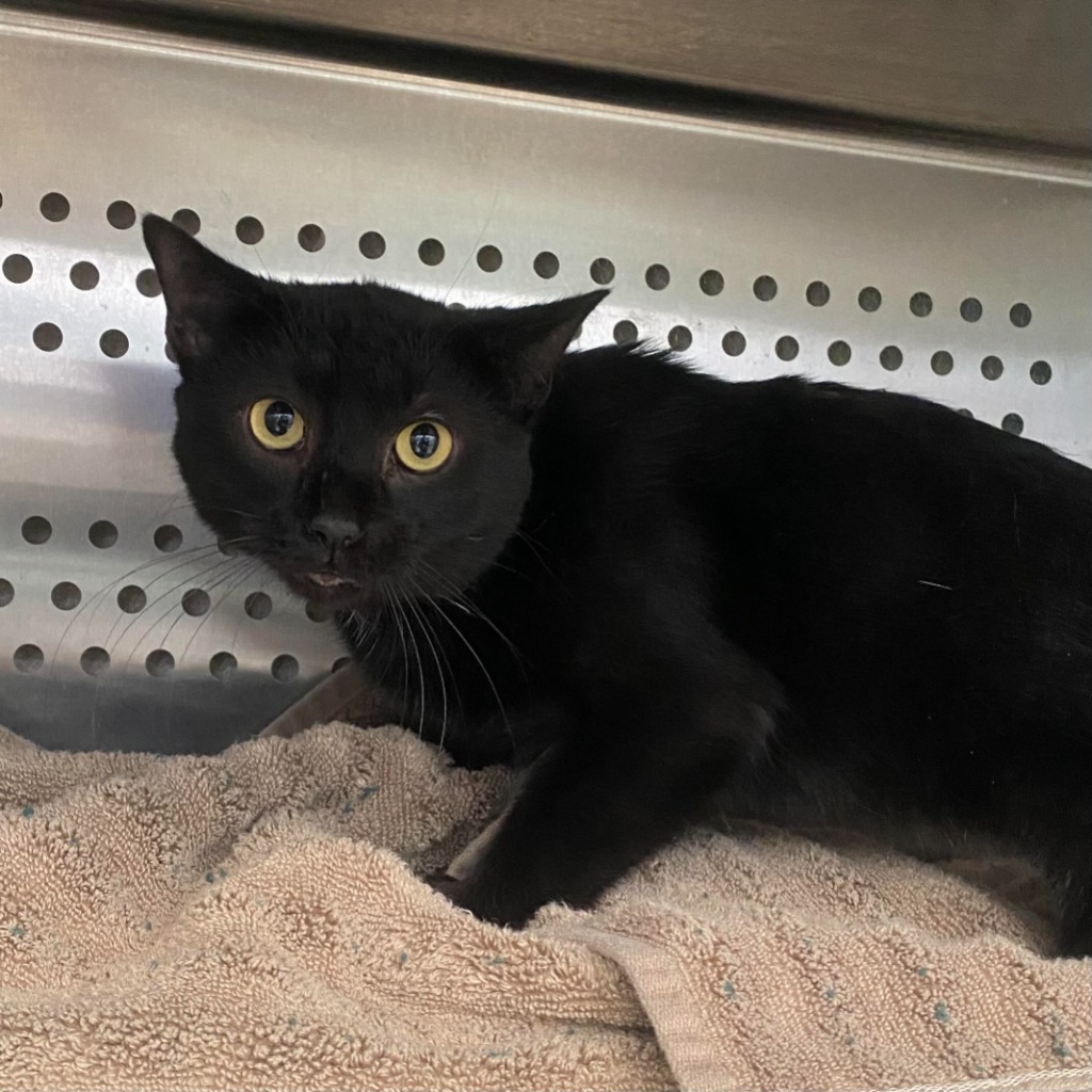Lennox (Working Cat)