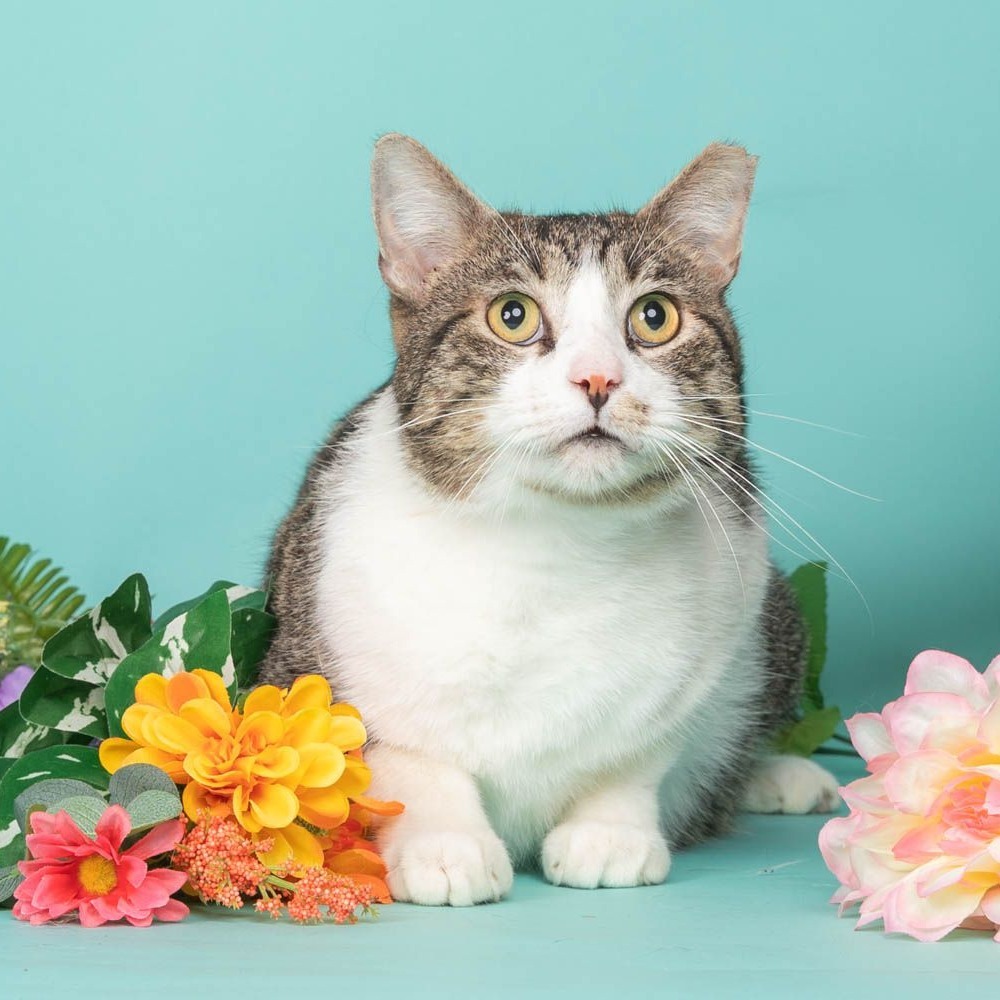 Scooter, an adoptable Domestic Short Hair in Hackett, AR, 72937 | Photo Image 1