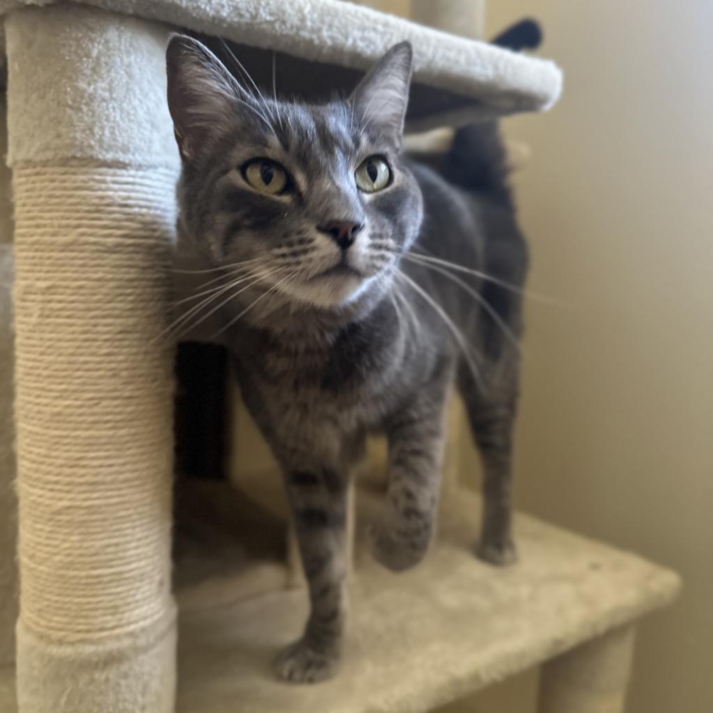 Lucho, an adoptable Domestic Short Hair in Lander, WY, 82520 | Photo Image 1
