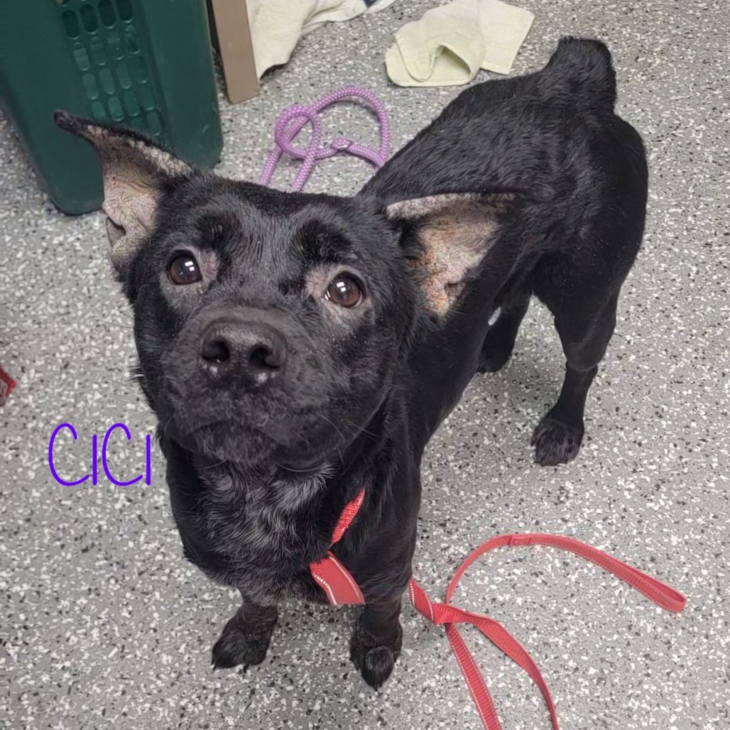 CiCi