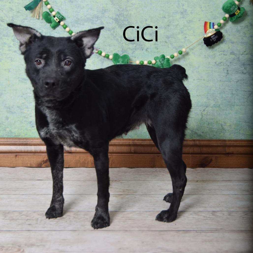 CiCi