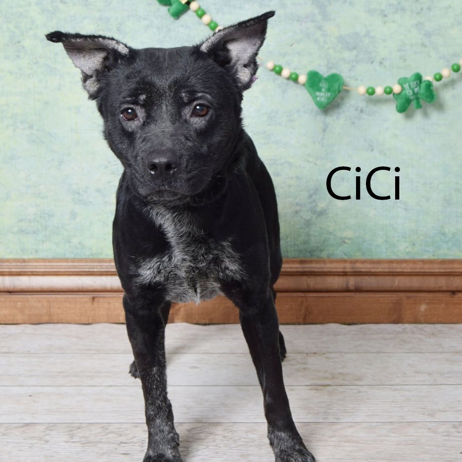 CiCi
