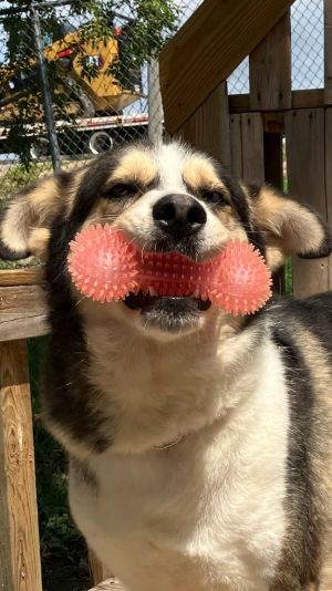 Einstein, Adult Male Husky