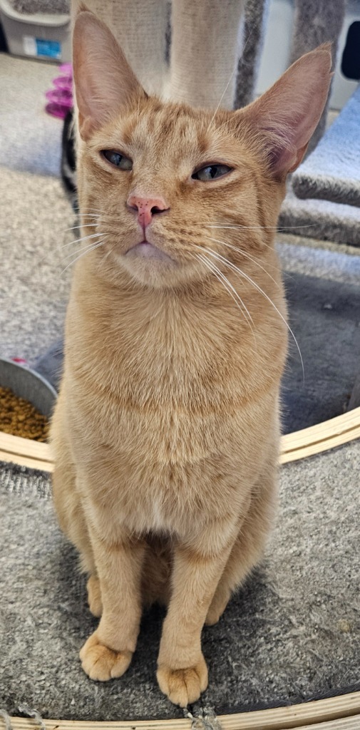 Queso