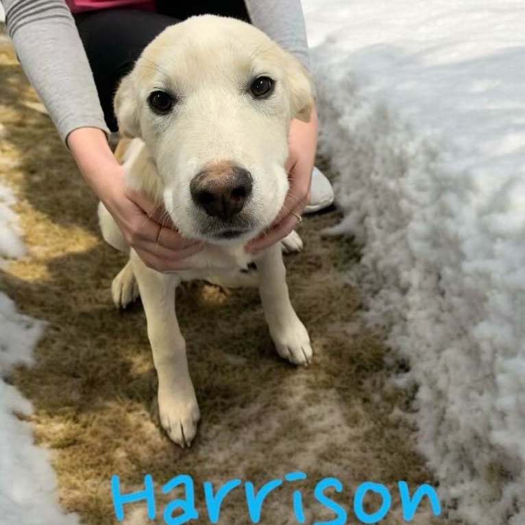 CT Harrison