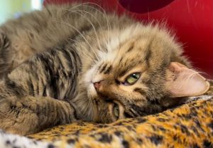 Ariel, Young Female Domestic Medium Hair