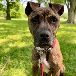 Sarah, Adult Female Pit Bull Terrier