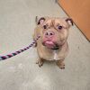 Chase-IN FOSTER photo 2