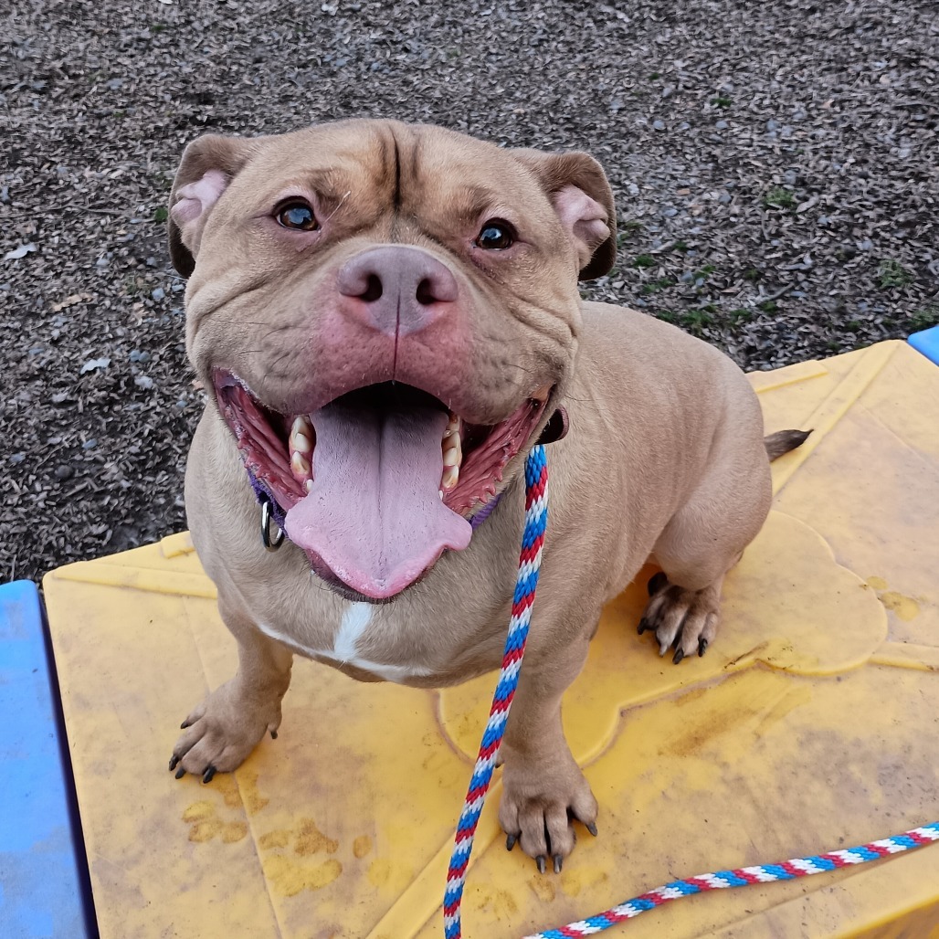 Chase-IN FOSTER