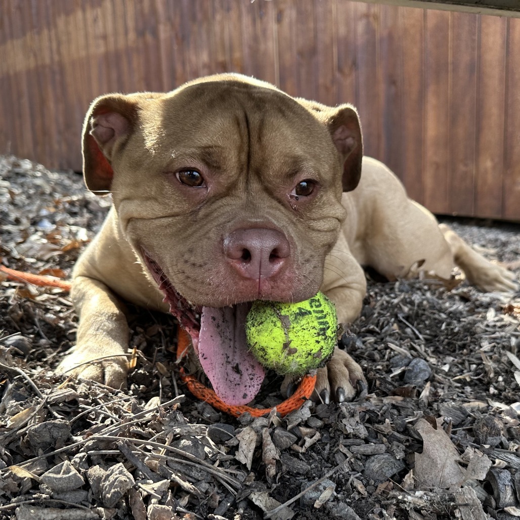 Chase-IN FOSTER
