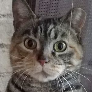Annie 4yr female is a mellow and affectionate cat She will head butt your hand for pets and love