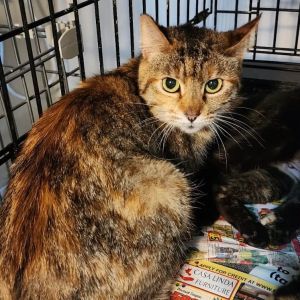 Meet Frida - A Street-Smart Sweetheart Ready for Her Happy Ending Frida is a bea