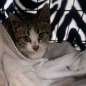 Meet Sheila - A Street-Smart Sweetheart Ready for Her Happy Ending Sheila is a b