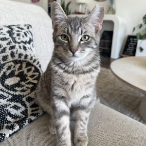 Simon Domestic Short Hair Cat