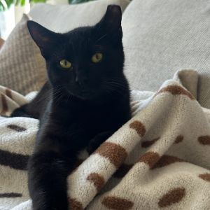 Ollie Domestic Short Hair Cat