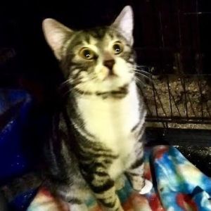Gym Domestic Short Hair Cat