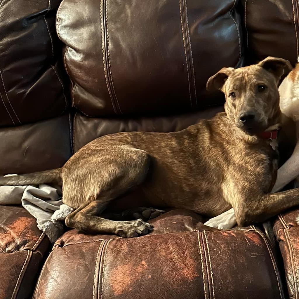 Kai, an adoptable Labrador Retriever in Duluth, MN, 55803 | Photo Image 3