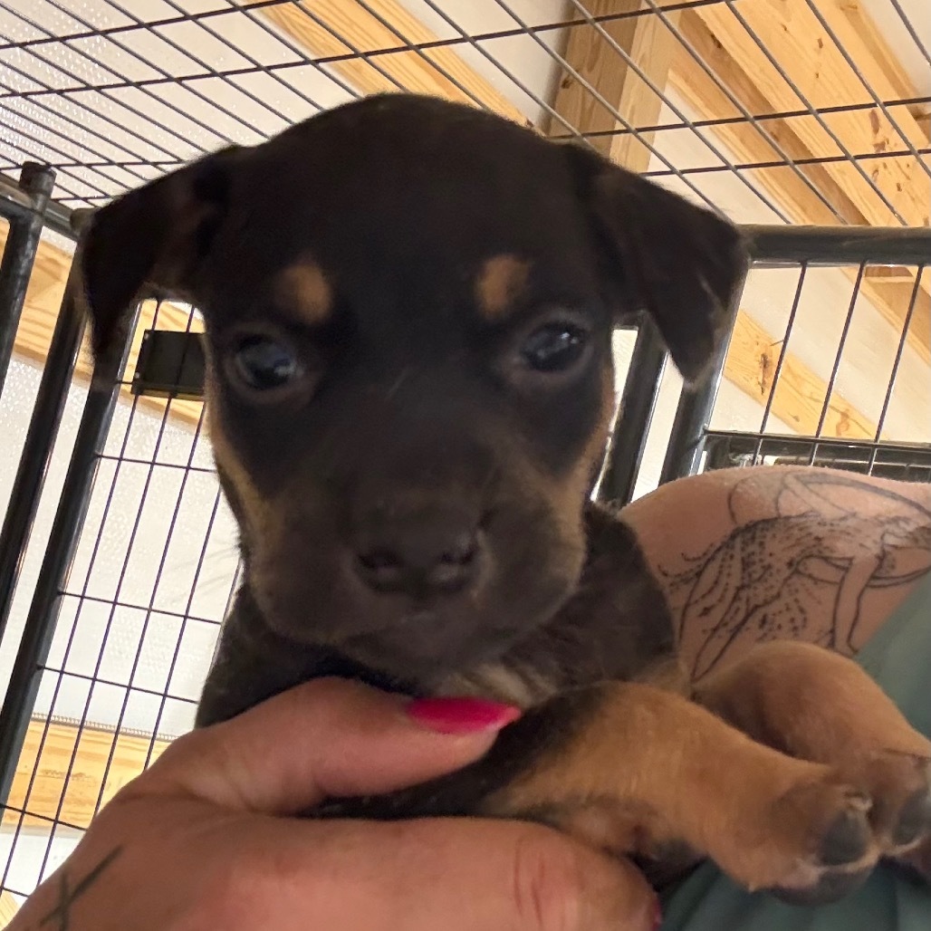 Glory, an adoptable Bloodhound in Duck River, TN, 38454 | Photo Image 4