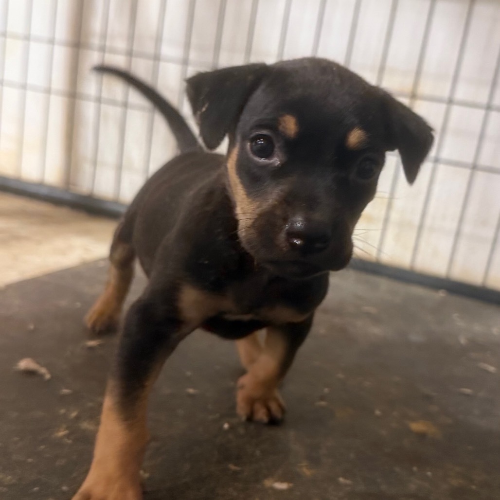 Glory, an adoptable Bloodhound in Duck River, TN, 38454 | Photo Image 5
