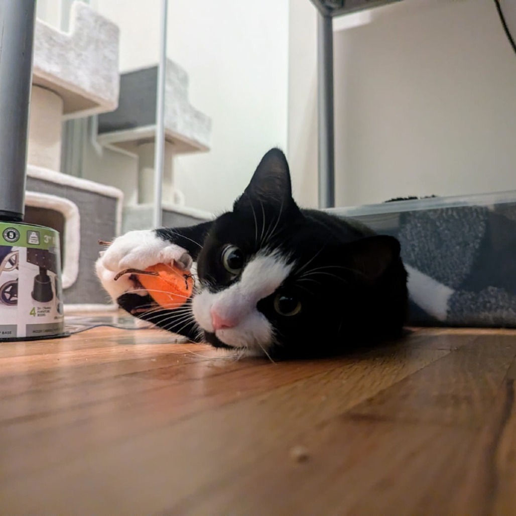 Zebra, an adoptable Domestic Short Hair in Lions Bay, BC, V0N 2E0 | Photo Image 1
