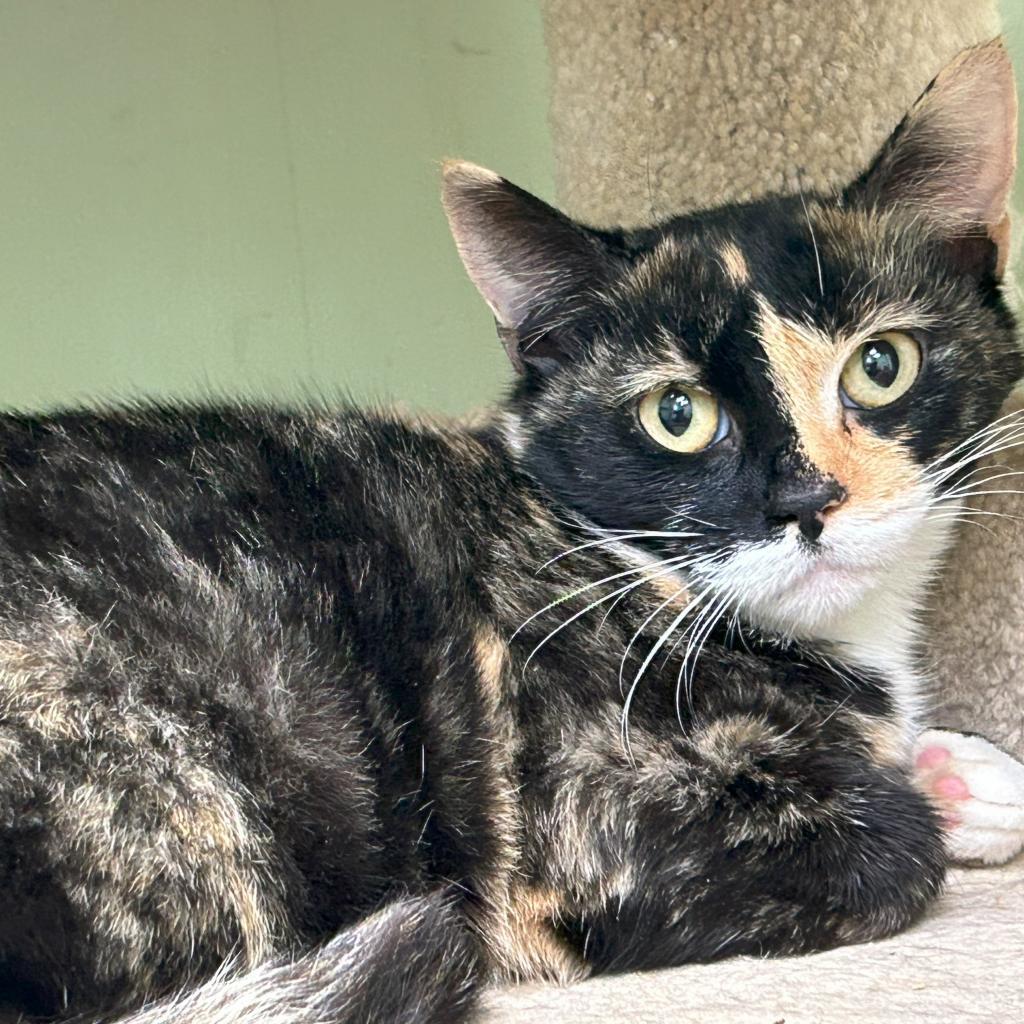 Verona, an adoptable Domestic Short Hair in Lions Bay, BC, V0N 2E0 | Photo Image 1