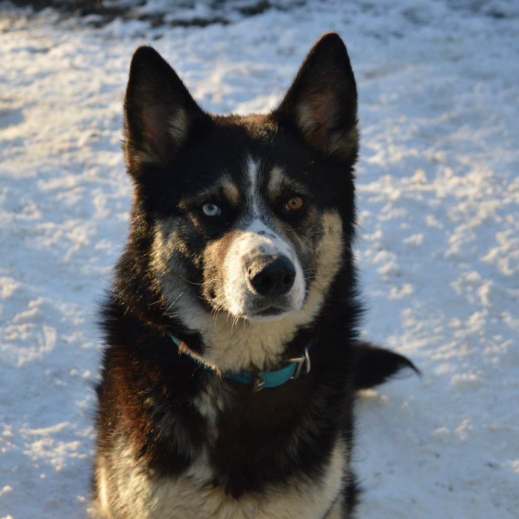 Tank, an adoptable Husky in North Battleford, SK, S9A 2M7 | Photo Image 1