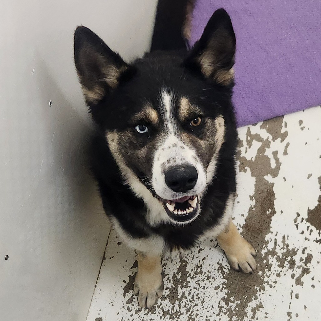 Tank, an adoptable Husky in North Battleford, SK, S9A 2M7 | Photo Image 2