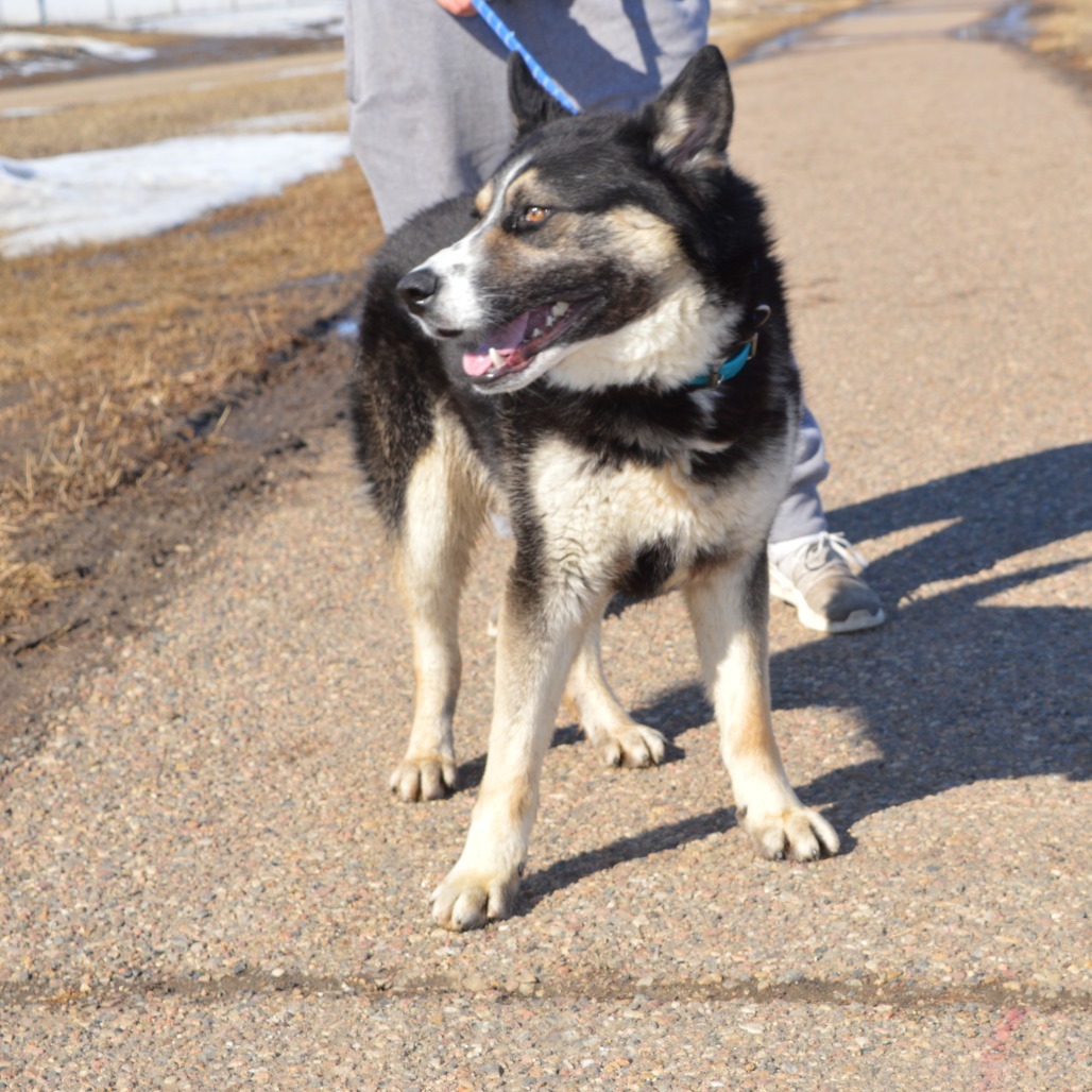 Tank, an adoptable Husky in North Battleford, SK, S9A 2M7 | Photo Image 3