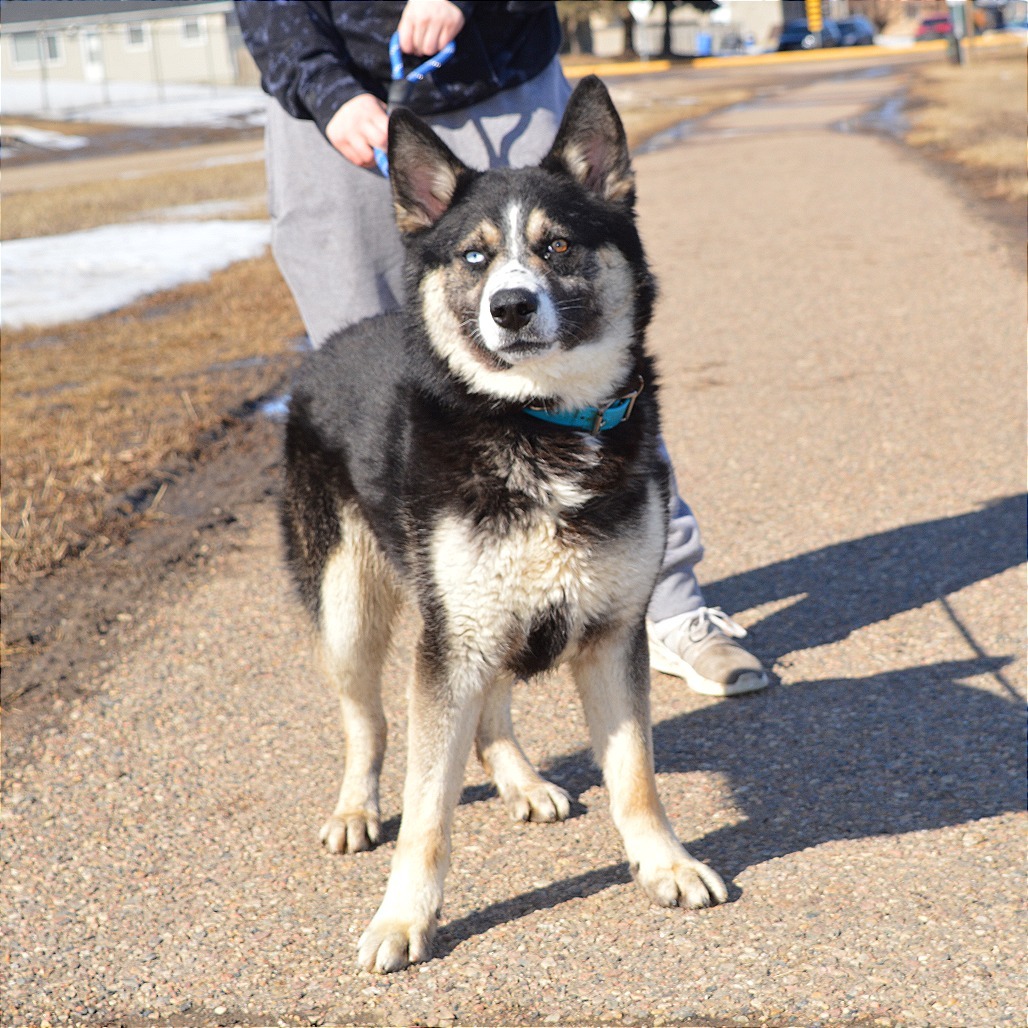 Tank, an adoptable Husky in North Battleford, SK, S9A 2M7 | Photo Image 4