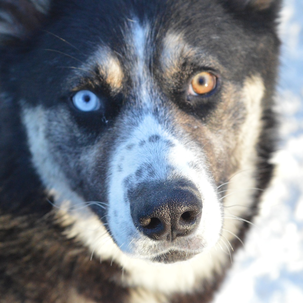Tank, an adoptable Husky in North Battleford, SK, S9A 2M7 | Photo Image 5