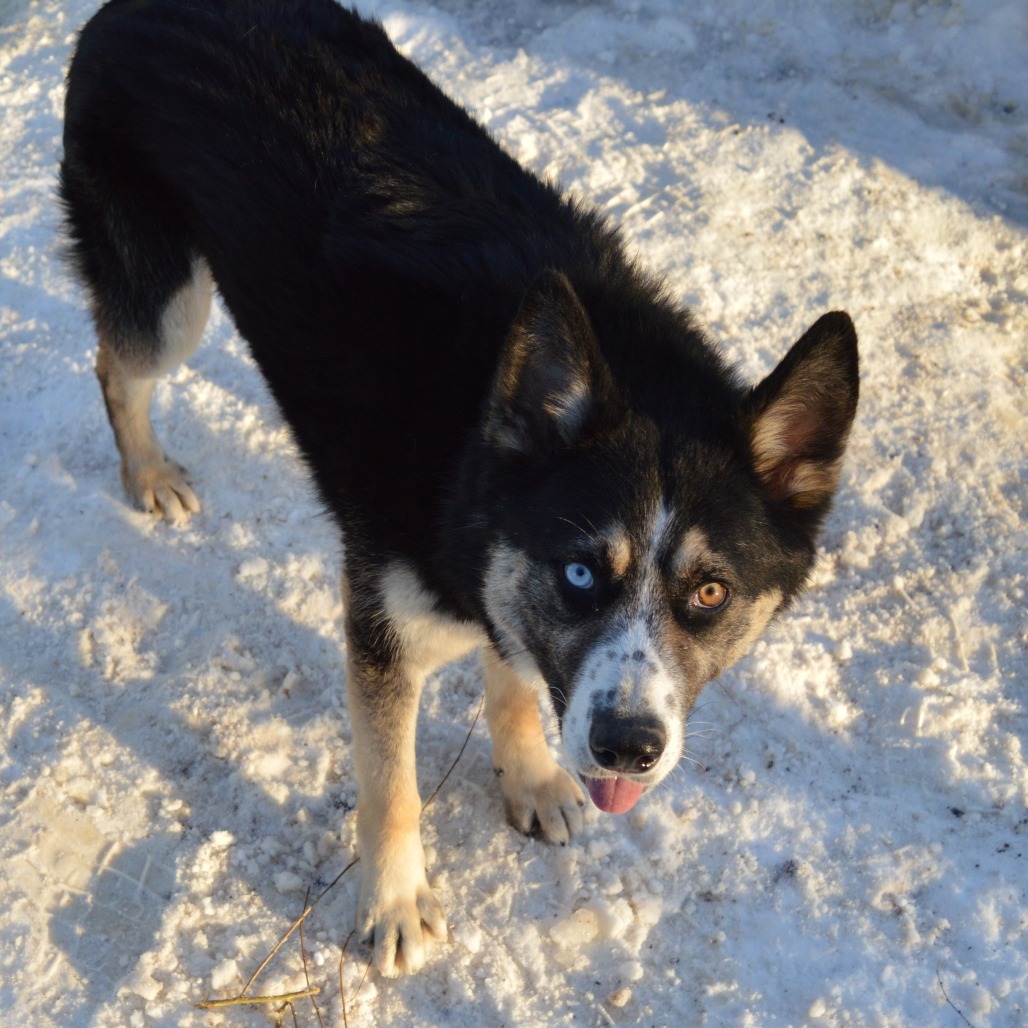 Tank, an adoptable Husky in North Battleford, SK, S9A 2M7 | Photo Image 6