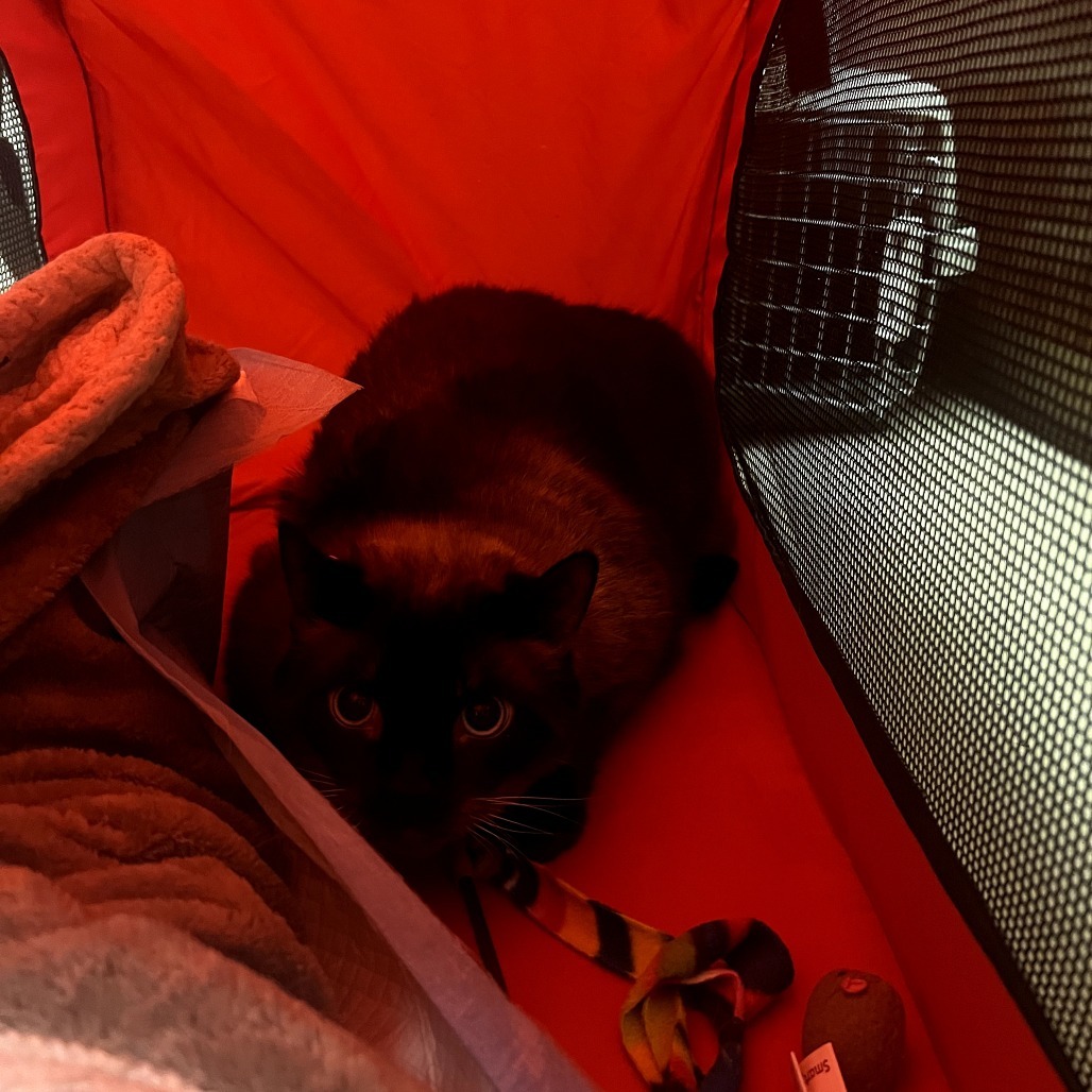 Samurai, an adoptable Domestic Short Hair, Siamese in Fort Collins, CO, 80526 | Photo Image 1