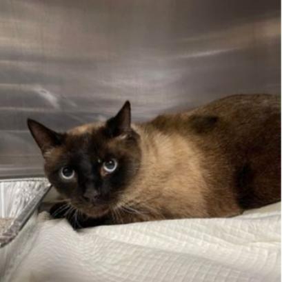 Samurai, an adoptable Domestic Short Hair, Siamese in Fort Collins, CO, 80526 | Photo Image 2