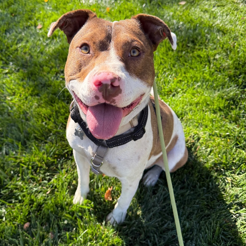 Tundra, an adoptable Cattle Dog in Fort Collins, CO, 80526 | Photo Image 1