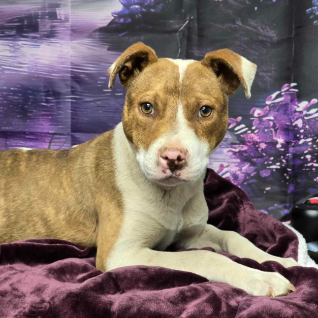 Tundra, an adoptable Cattle Dog in Fort Collins, CO, 80526 | Photo Image 2