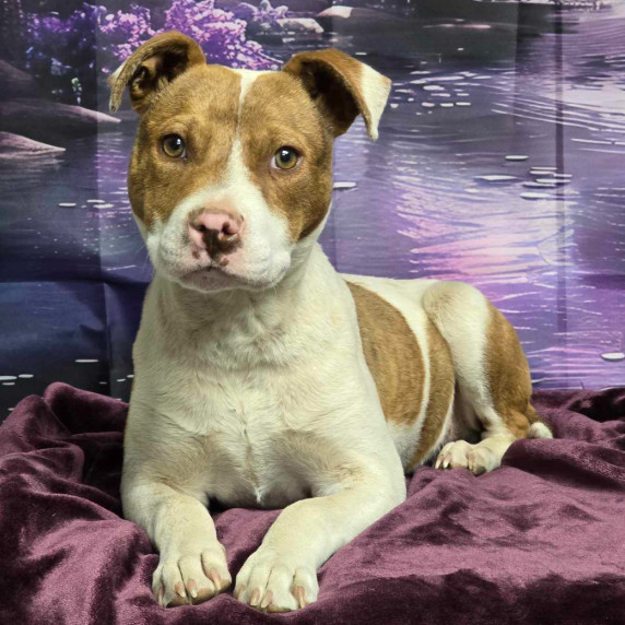Tundra, an adoptable Cattle Dog in Fort Collins, CO, 80526 | Photo Image 3