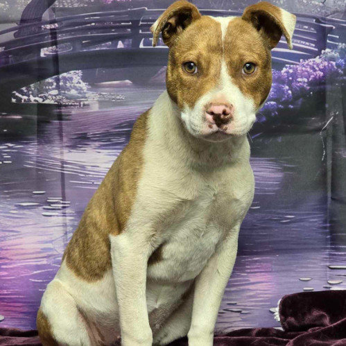 Tundra, an adoptable Cattle Dog in Fort Collins, CO, 80526 | Photo Image 4