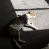 Tundra photo 5